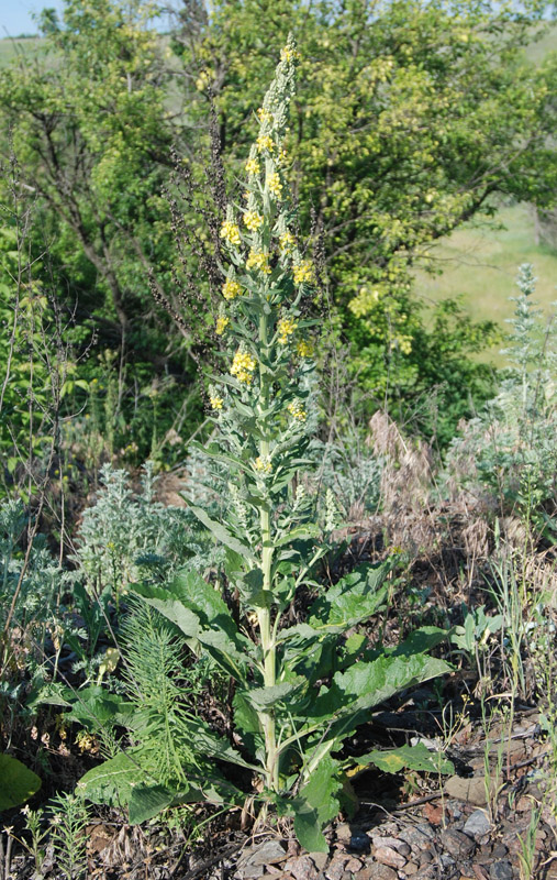 Image of Verbascum lychnitis specimen.