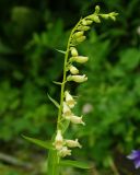 Digitalis lutea
