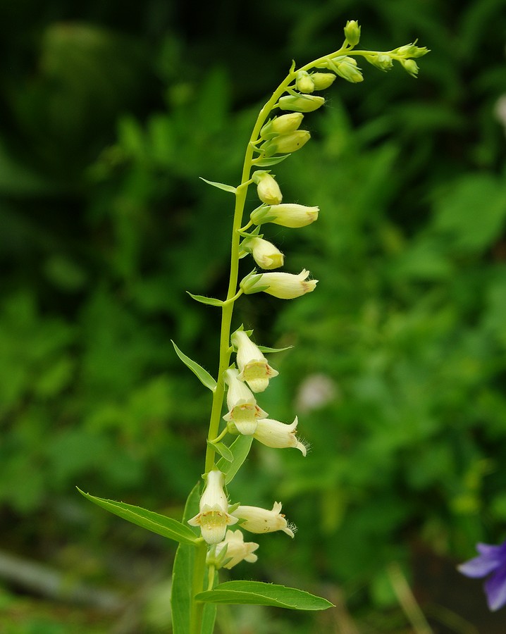 Изображение особи Digitalis lutea.