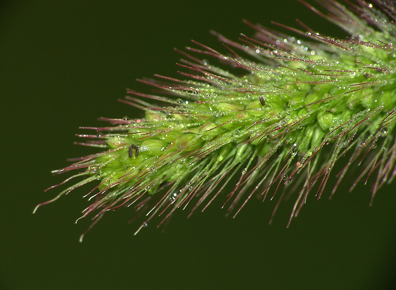 Image of Setaria viridis specimen.