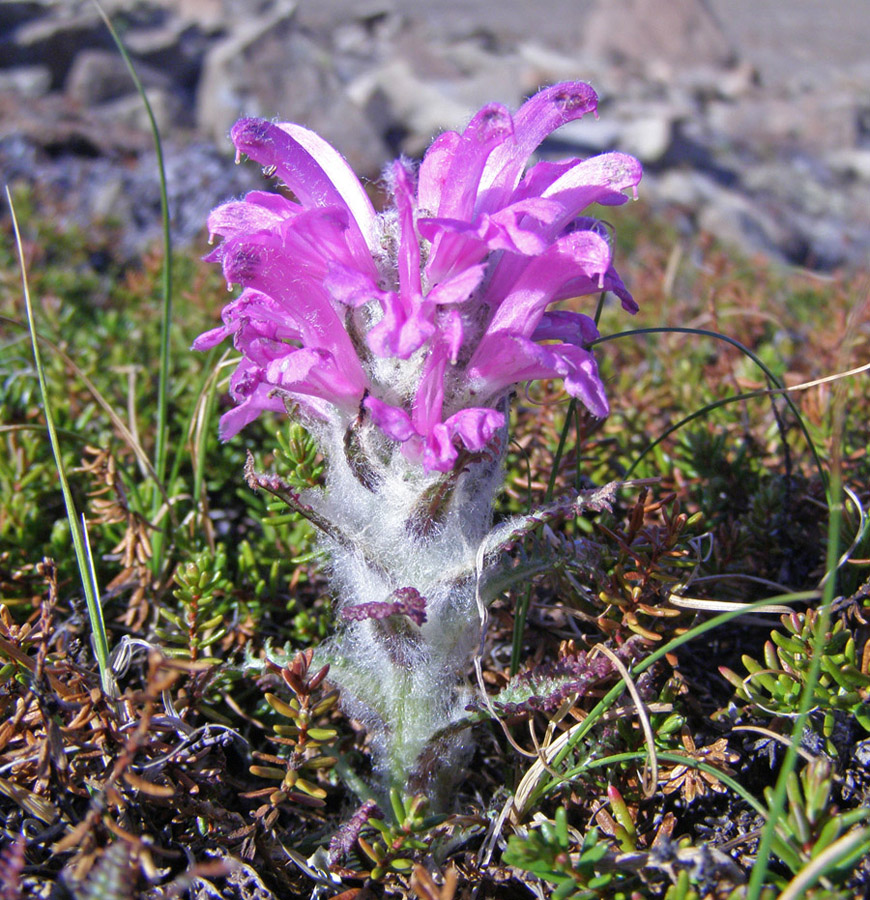 Image of Pedicularis alopecuroides specimen.