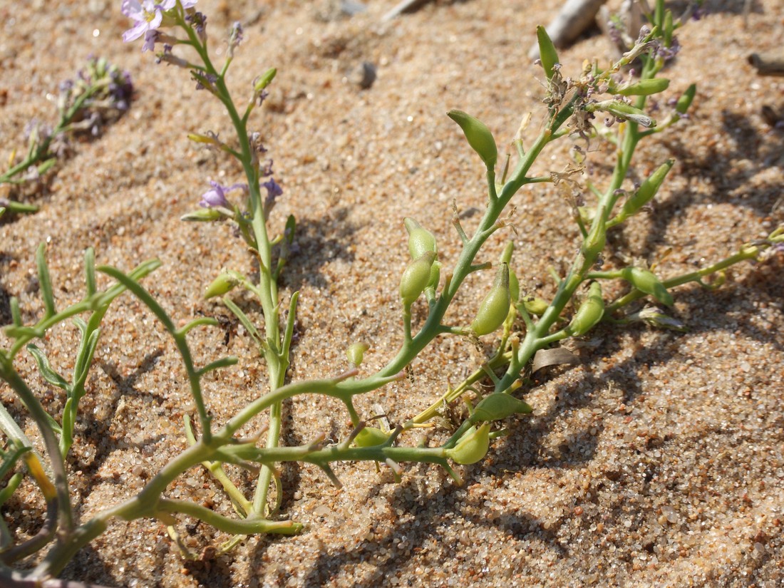 Image of Cakile baltica specimen.