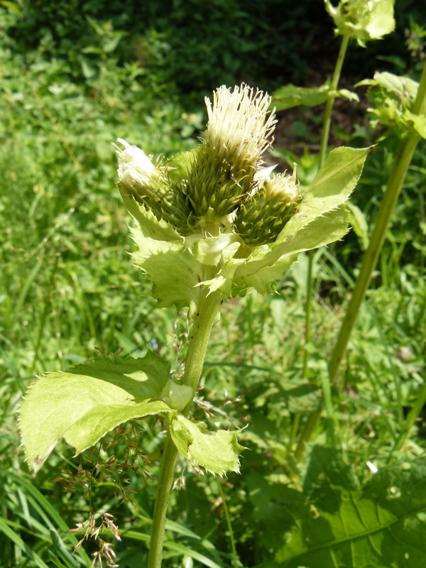 Изображение особи Cirsium oleraceum.