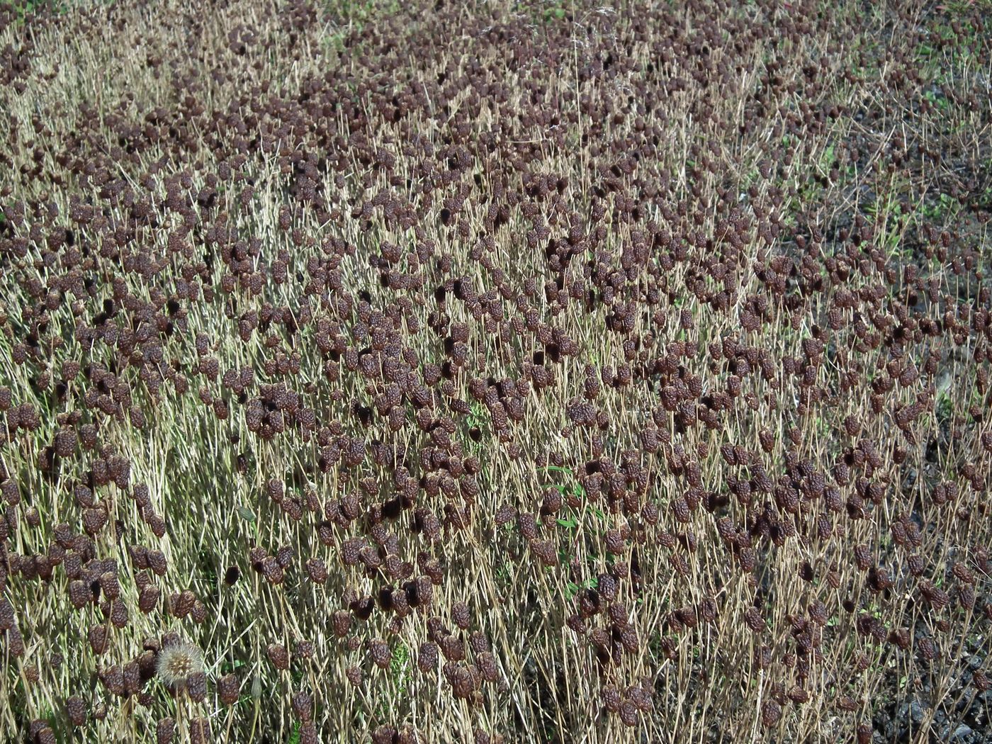 Image of Trifolium spadiceum specimen.
