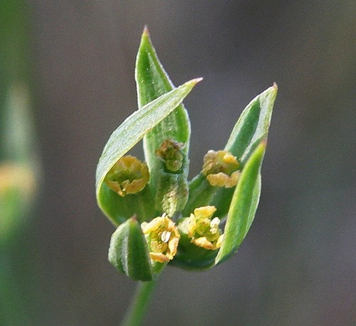 Image of Bupleurum tenuissimum specimen.