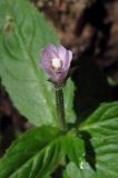 Epilobium consimile
