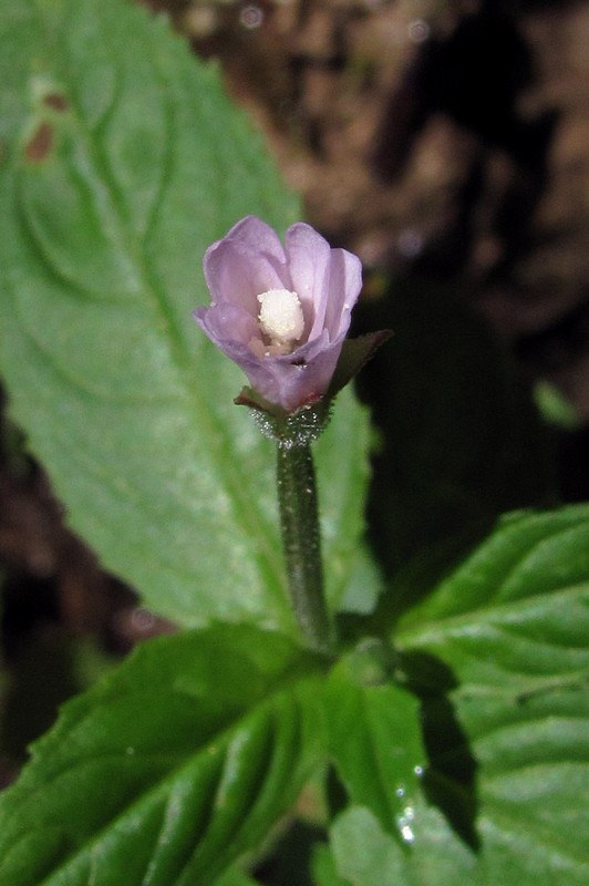 Изображение особи Epilobium consimile.