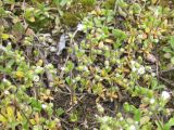 Cerastium semidecandrum. Группа цветущих растений. Псковская обл., Себежский р-н. 14.05.2007.