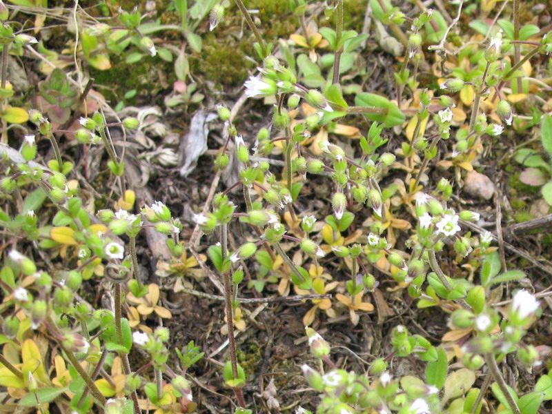 Image of Cerastium semidecandrum specimen.