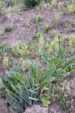 Phlomoides lehmanniana