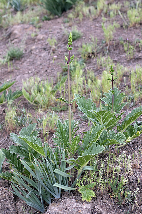 Изображение особи Phlomoides lehmanniana.