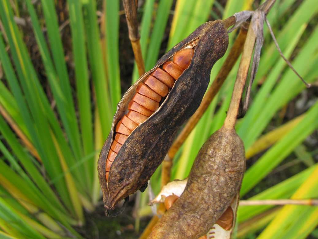 Image of Iris pseudacorus specimen.