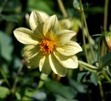 Dahlia pinnata. Соцветие. Московская обл., Раменский р-н, окр. дер. Хрипань, садовый участок. 24.07.2011.