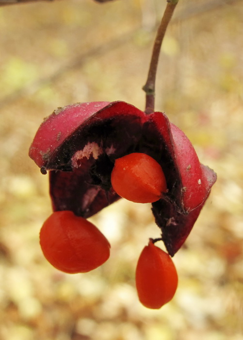 Image of Euonymus maximowiczianus specimen.