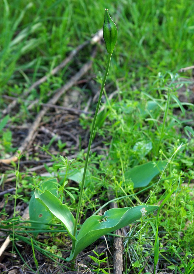 Image of Tulipa berkariensis specimen.