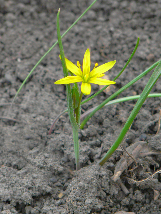 Image of Gagea pusilla specimen.