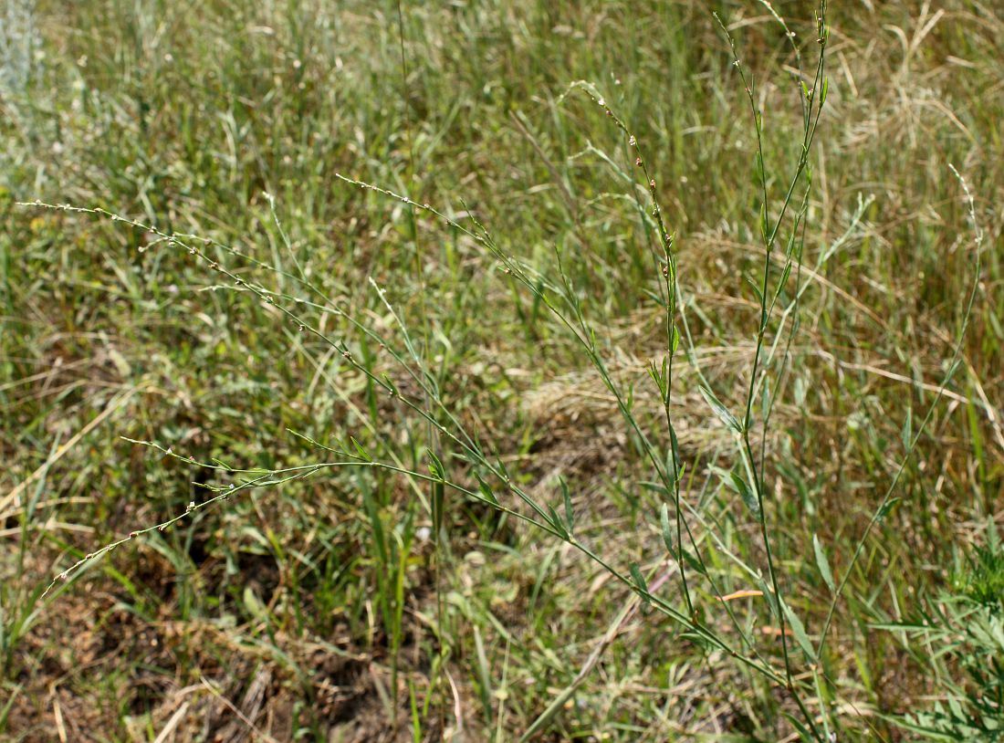 Изображение особи Polygonum patulum.