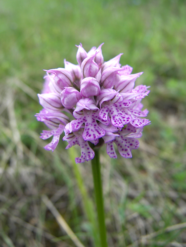 Image of Neotinea tridentata specimen.