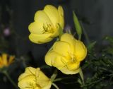 genus Oenothera. Цветки. Германия, г. Кемпен. 16.09.2010.