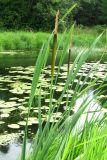 Typha latifolia. Цветущие растения. Ярославская обл., Переславский р-н, окр. с. Копнино, р. Нерль. 08.07.2011.