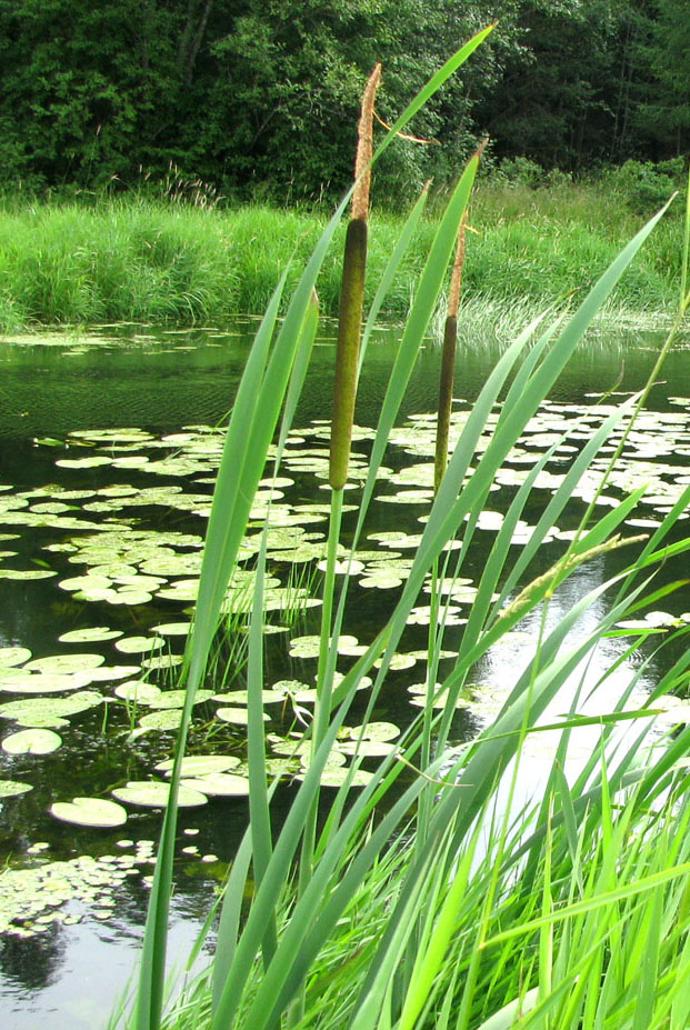 Изображение особи Typha latifolia.