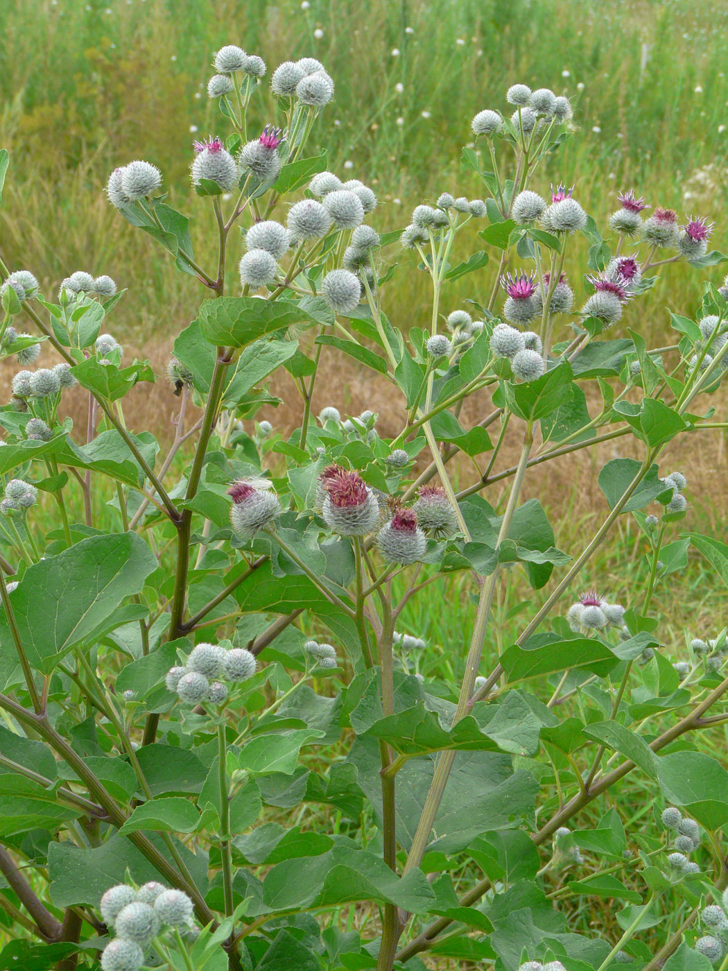 Image of Arctium tomentosum specimen.