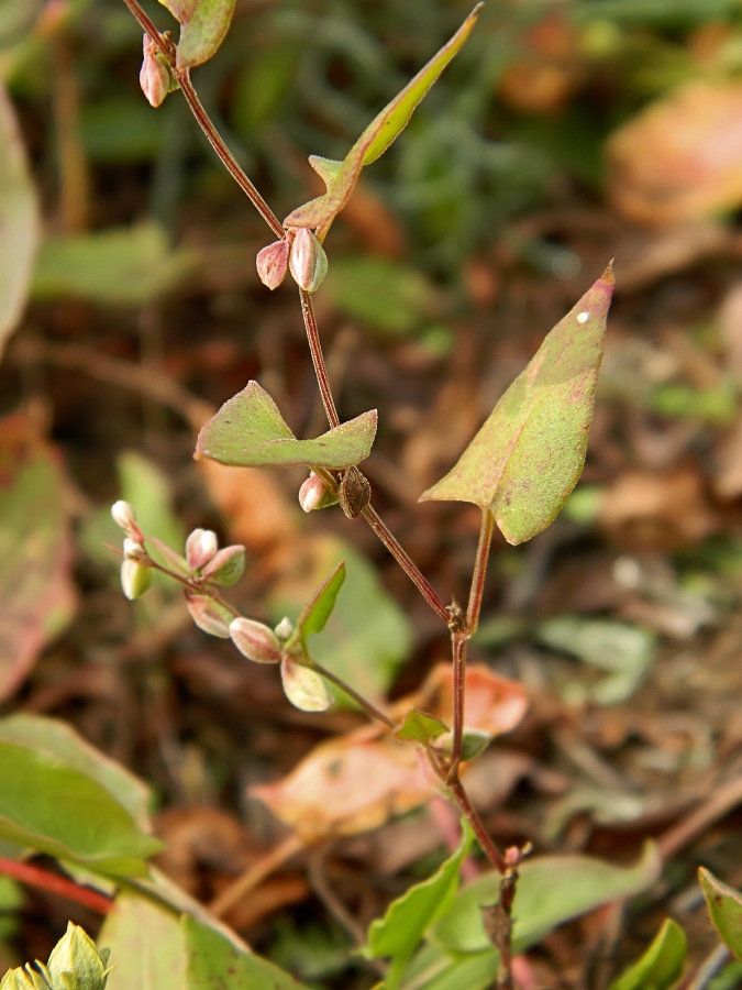 Image of Fallopia convolvulus specimen.