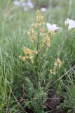 Thalictrum flexuosum