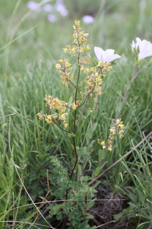 Изображение особи Thalictrum flexuosum.