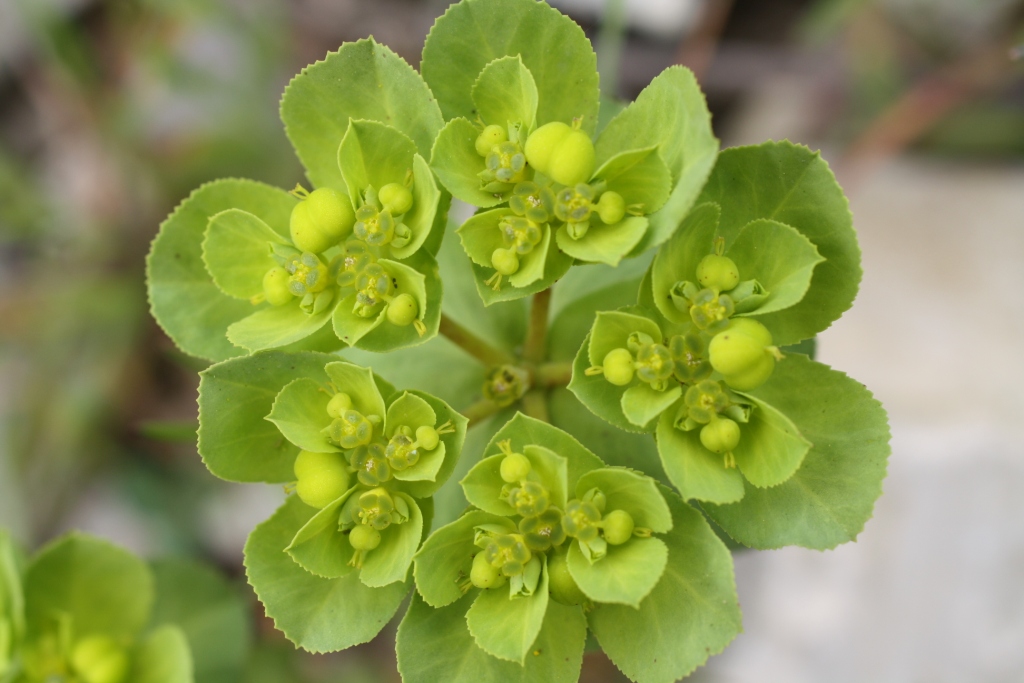 Image of Euphorbia helioscopioides specimen.