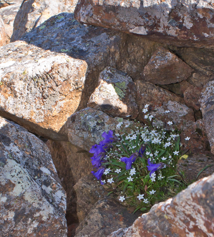 Изображение особи Campanula dasyantha.