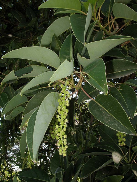 Image of Phytolacca dioica specimen.