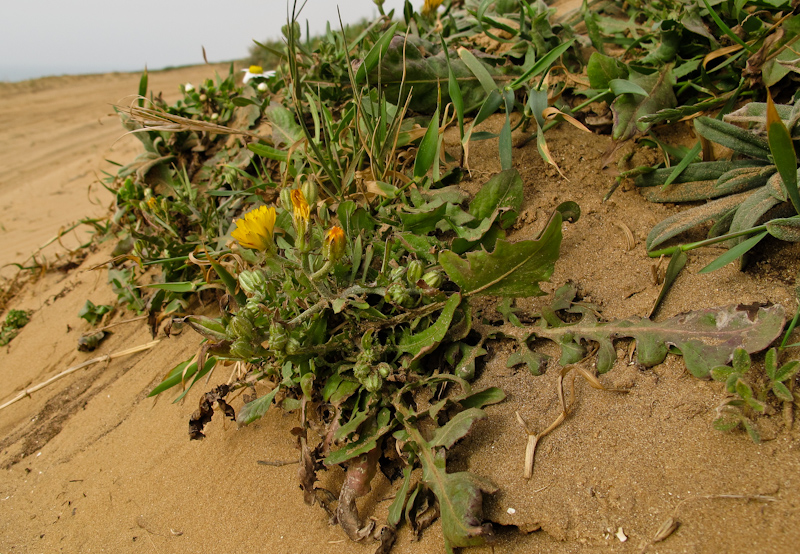 Image of Crepis aculeata specimen.