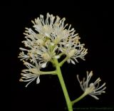 Actaea spicata