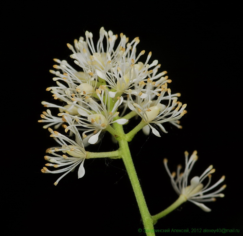 Image of Actaea spicata specimen.