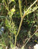 Daucus carota