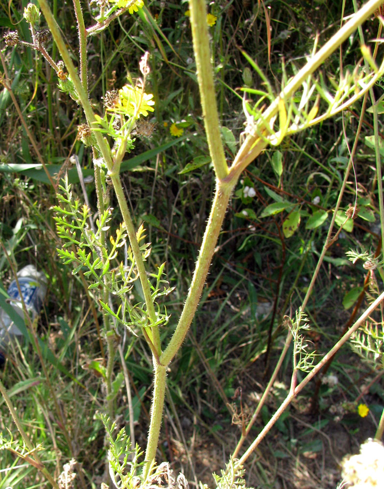 Image of Daucus carota specimen.