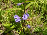 Scutellaria ochotensis. Часть побега с цветками. Хабаровский край, Ванинский р-н, окр. пос. Высокогорный, сухой каменистый склон. 10.07.2005.