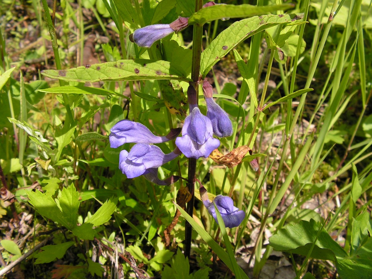 Image of Scutellaria ochotensis specimen.