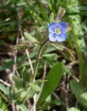 Veronica triphyllos. Верхушка цветущего растения. Ростовская обл., Азовский р-н, побережье Таганрогского залива, окр. с. Займо-Обрыв. 18.04.2012.