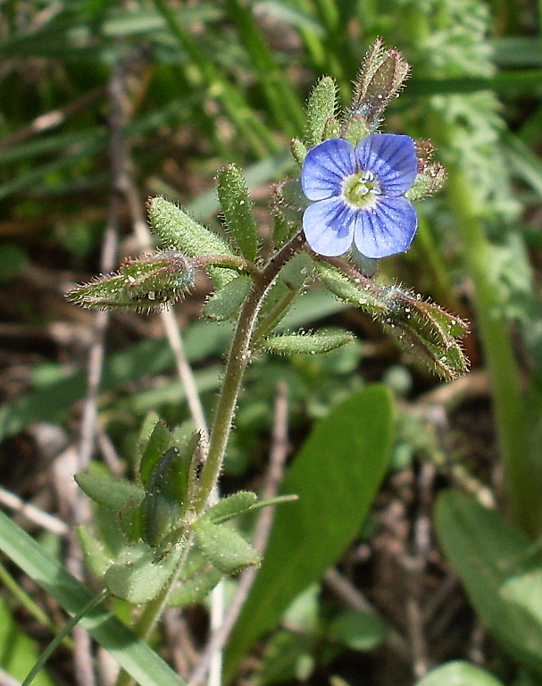 Image of Veronica triphyllos specimen.