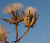 Crepis aculeata. Соплодия. Израиль, Шарон, г. Герцлия, травостой на песчаной почве. 25.04.2012.