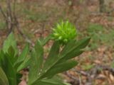 Anemone amurensis. Листья, плод. Владивосток, ботанический сад-институт ДВО РАН. 6 мая 2012 г.