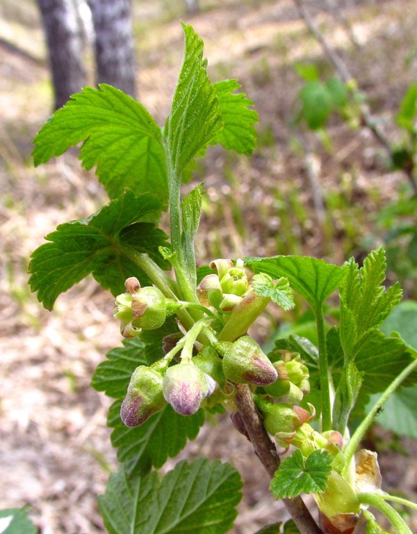 Изображение особи Ribes nigrum.