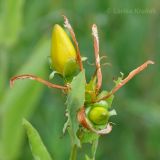 Hypericum ascyron