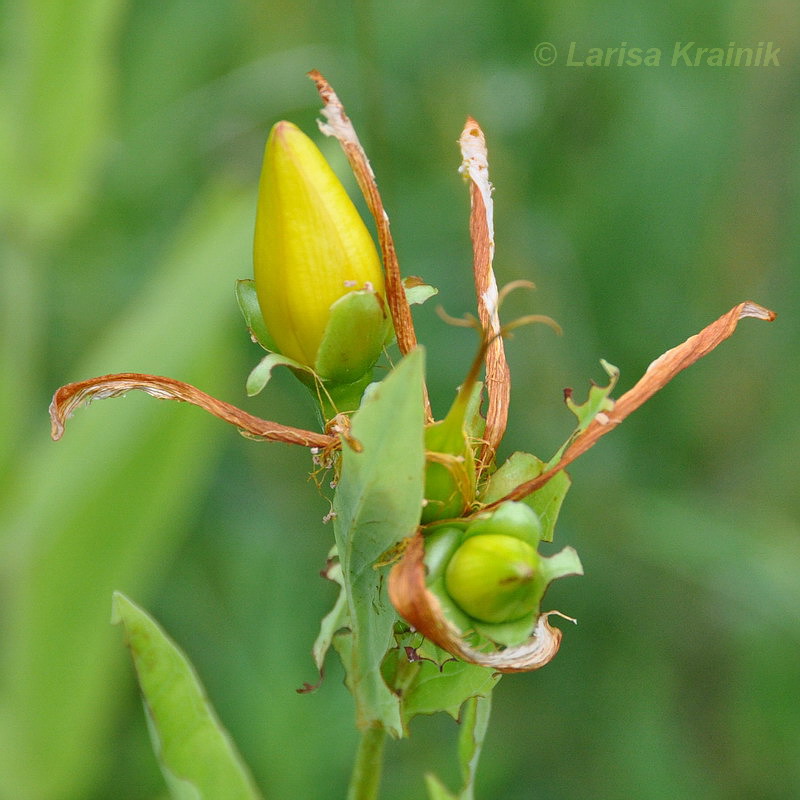 Изображение особи Hypericum ascyron.