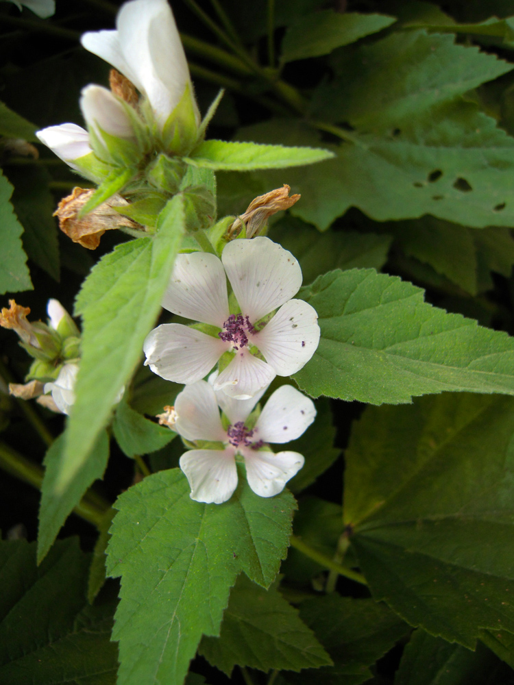 Image of Althaea officinalis specimen.