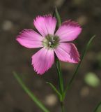 Dianthus pavonius. Цветок. Москва, БС МГУ. 09.06.2012.