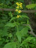 Sisymbrium luteum. Цветущее растение в дубняке. Приморский край, г. Находка. 14.06.2012.