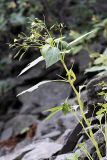 Impatiens parviflora. Верхушка цветущего и плодоносящего растения. Южный Казахстан, хр. Каратау, ущ. Саясу. 29.07.2010.